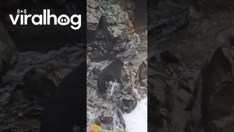 Bear Catches a Massive Salmon || ViralHog