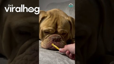 This Doggo Wakes From Nap To Snack || ViralHog