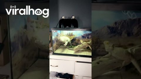 Kitten Takes Over Lizards Hammock || ViralHog