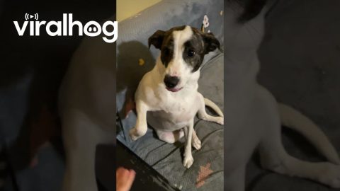 Dog Smiles on Command || ViralHog
