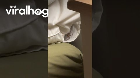 Found a Big Spider in My Pillow || ViralHog