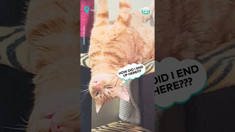 Cats Unique Sleeping Position || ViralHog