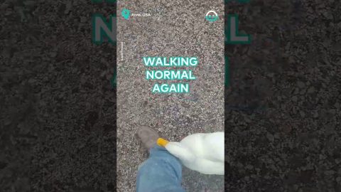 Duck Walks Between Mans Feet || ViralHog