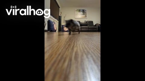 Hedgehog Speeds Across Floor || ViralHog
