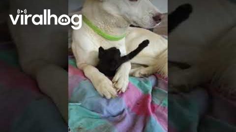 Playful Kitten and a Patient Dog || ViralHog