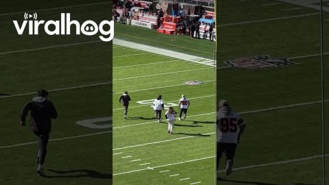 Dachshund Runs Loose at NFL Game || ViralHog