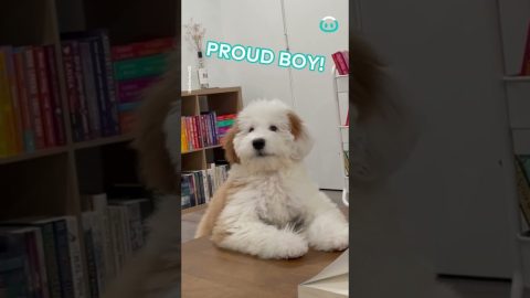 Golden Doodle Whisper Barks in Library || ViralHog