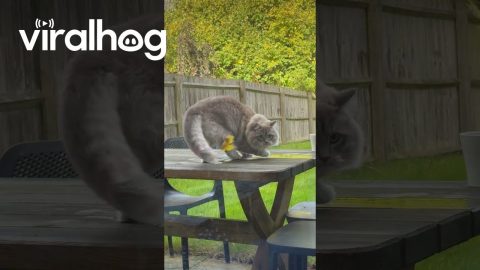 Stuck Leaf Confuses Spinning Cat || ViralHog