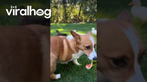 Ducks Chase Corgi for His Watermelon || ViralHog