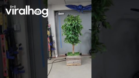 Freaky Ficus Halloween Animatronic || ViralHog