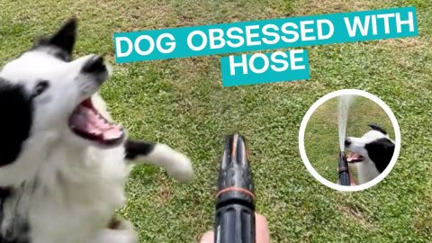Dog Won't Let Owner Water Lawn || ViralHog