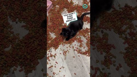 Kitty Hoards Food For Later || ViralHog