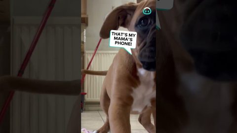 Boxer Puppy Reacts To Reflection || ViralHog