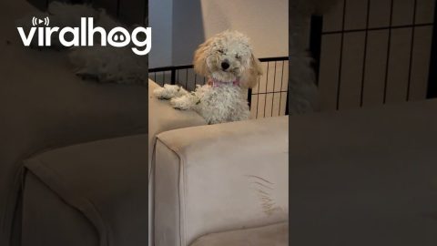This Dog Regrets Nothing || ViralHog