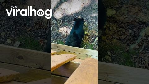 A Bear Stopped to Scratch Its Back on My Porch