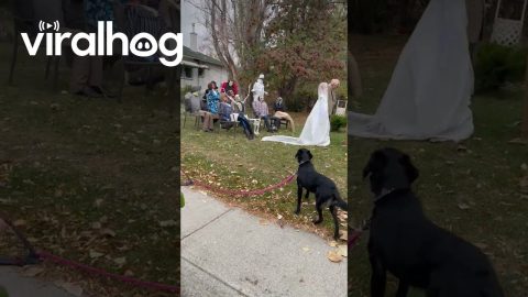 Friendly Dog Is Excited to Meet Halloween Decorations || ViralHog