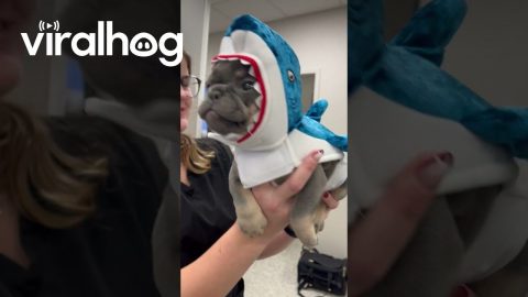 Frenchie Puppy Is the Cutest Baby Shark || ViralHog