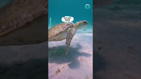 Fish Just Escapes Sea Turtle || ViralHog