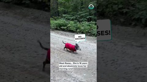 18yo Dachshund LOVES to Run || ViralHog