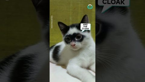 Zorro Kitty || ViralHog