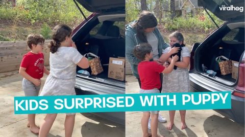 A Surprise Puppy || ViralHog