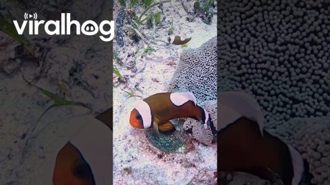 Saddleback Clownfish Fans Fresh Water Over Eggs || ViralHog