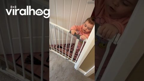 Toddler Kicks Open Baby Gate || ViralHog