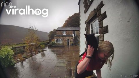 Friendly Cat Invades Postie's Personal Space || ViralHog