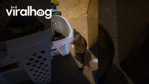 Cats Perform Strange Hamper Ritual || ViralHog