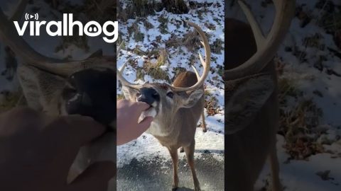 Friendly Deer Nibbles Fingers || ViralHog