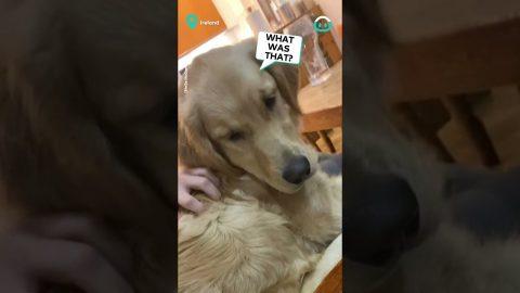 This Doggo Timed That Toot || ViralHog