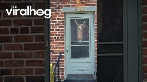 Cat Becomes a Part of the Halloween Decor || ViralHog