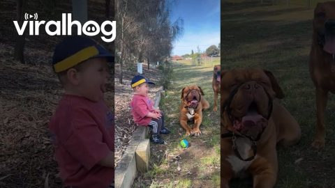 Toddler Mimics Panting Pup || ViralHog