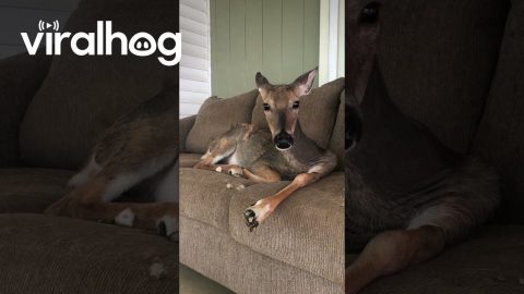 Conversation With Deer On Patio Couch || ViralHog