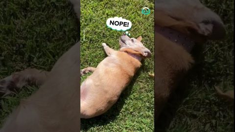 Doggo Snooze Spot Too Good To Move From || ViralHog