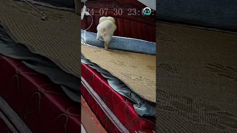 Evil Cat Gets Revenge on Humans || ViralHog