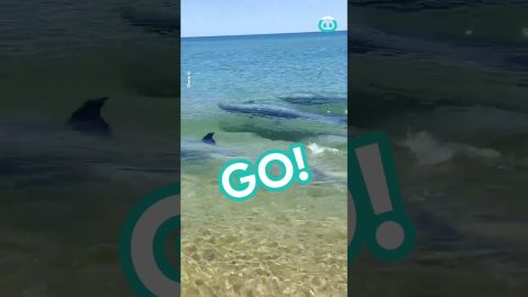 Dolphins Swim Extra Close to Shore || ViralHog