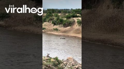 Wildebeest Drowns During River Crossing || ViralHog