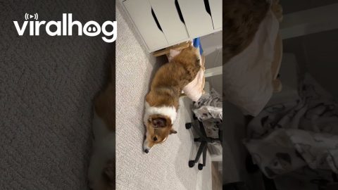 Corgi Lounges Half in Bed || ViralHog