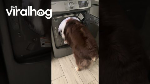 Dogs Climbs In For Wool Dryer Balls || ViralHog
