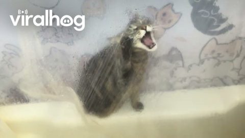Cat Attacks Wet Shower Curtain || ViralHog