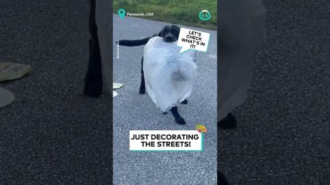 Doggo Helps Trash Collection || ViralHog