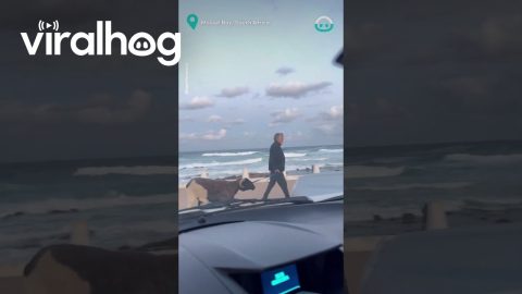 Sheep Walked At Beach || ViralHog