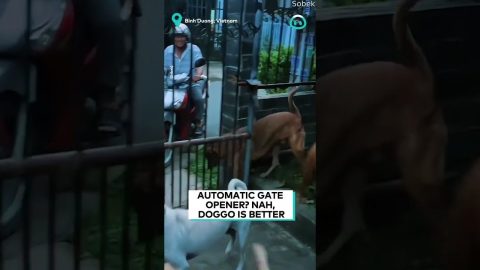 Super smart Dog Mans The Front Gate || ViralHog