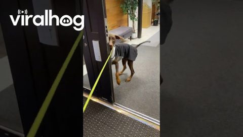 Dog Doesn't Believe the Door is Open || ViralHog