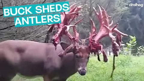 Antler Shed || ViralHog