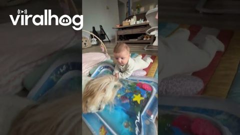 Pup Joins in on Tummy Time Fun || ViralHog