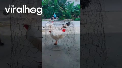 Chicken Prefers the Shade || ViralHog