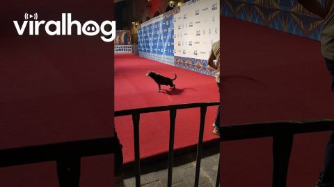 Dog Pees on the Red Carpet at Film Festival || ViralHog
