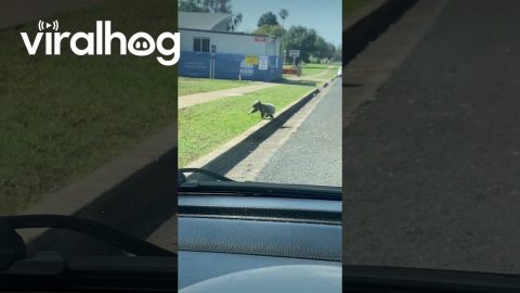 Paramedics Help Koala Cross Road || ViralHog